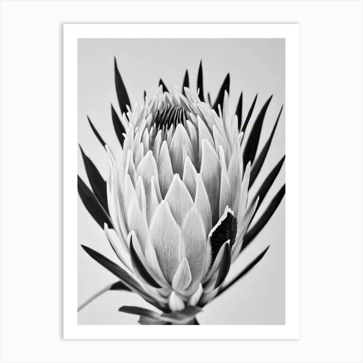 Proteas B&W Pencil 1 Flower Art Print By The Artsy Florist - Fy