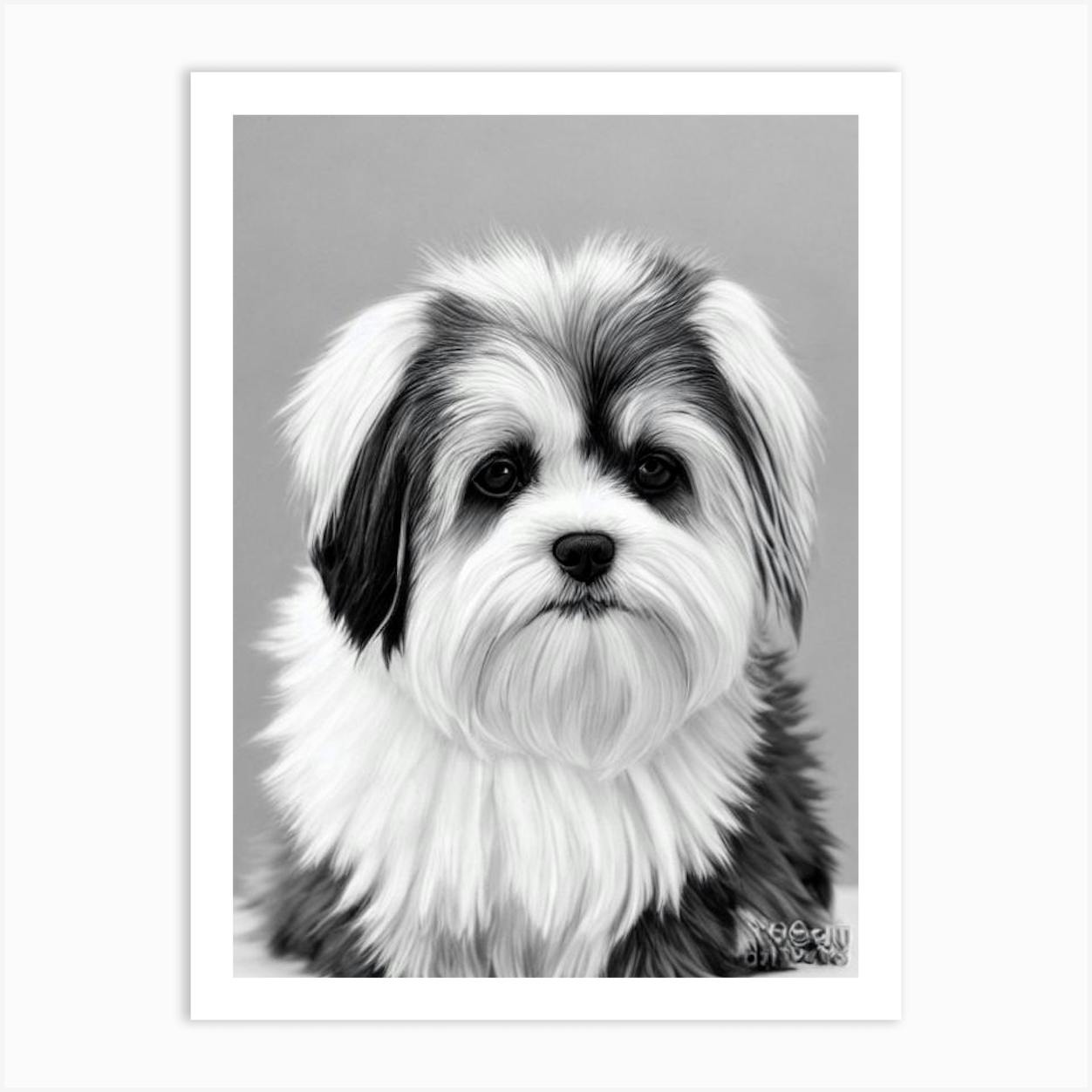 Black and white sales lhasa apso dog