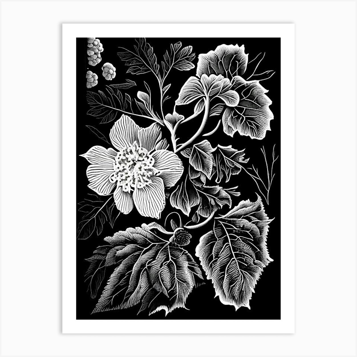 Blackberry Blossom, Wildflower Linocut 2 Art Print by Wildflower Studio