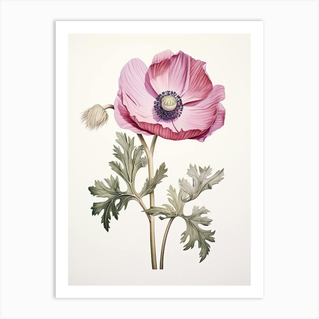 Anemones Flower Vintage Botanical 2 Art Print by Whimsical