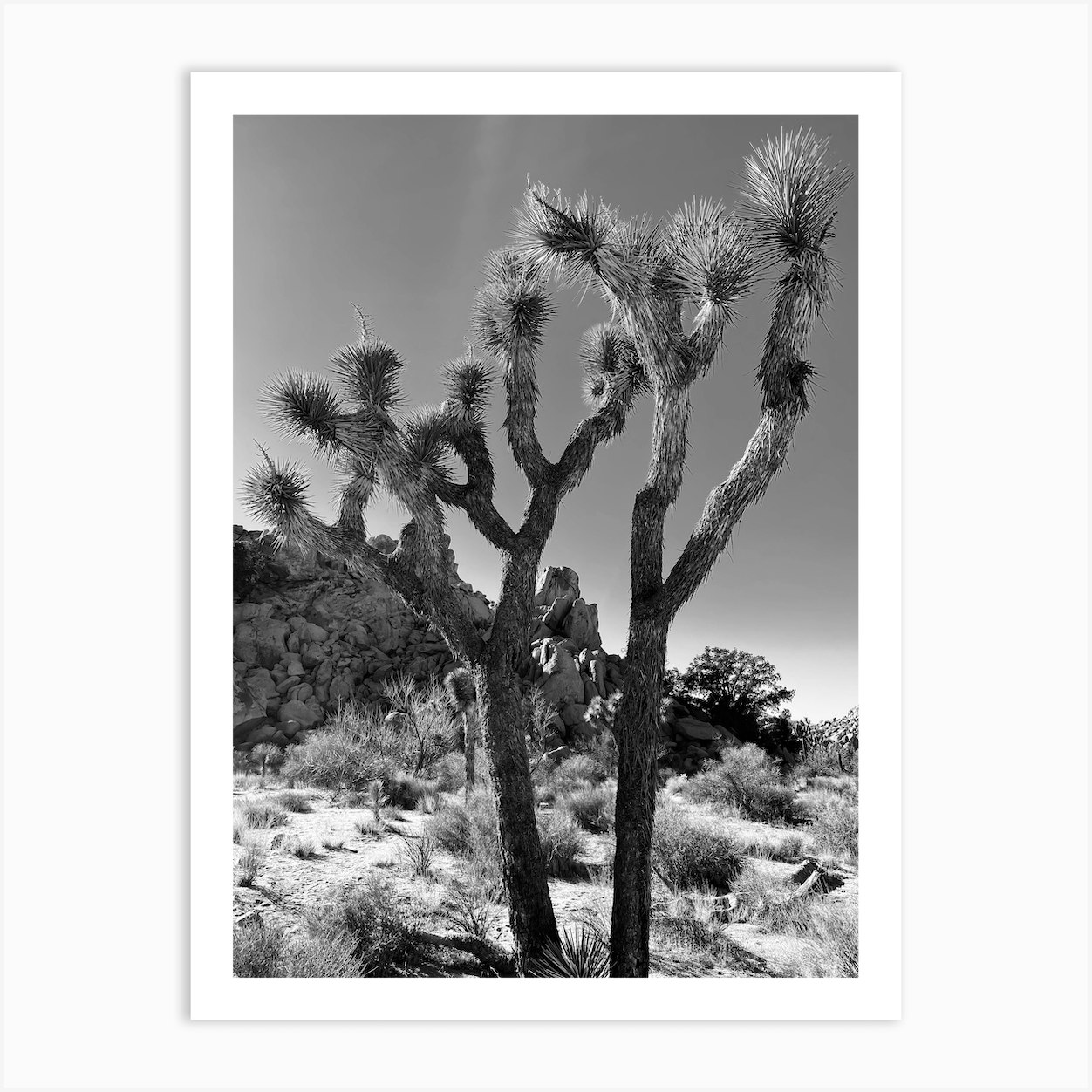 Black and white Joshua trees Art Print by Sonia Aguilar - Fy