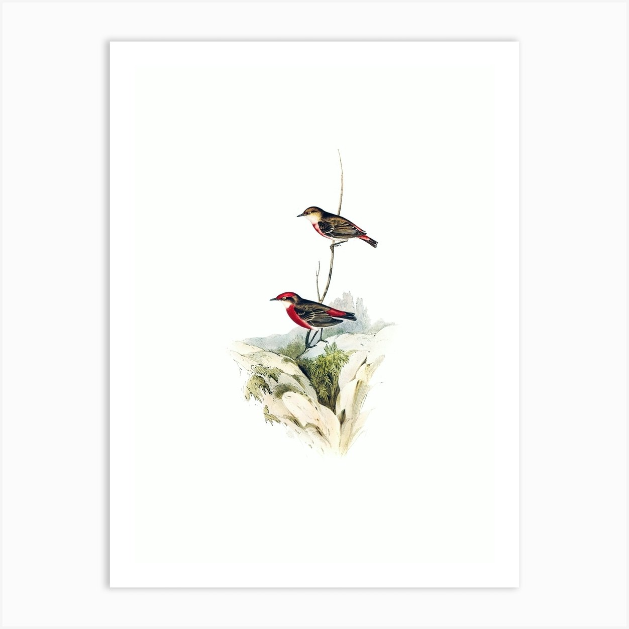 Vintage Tricoloured Chat Honeyeater Bird Illustration On Pure White N0111 Art Print By 