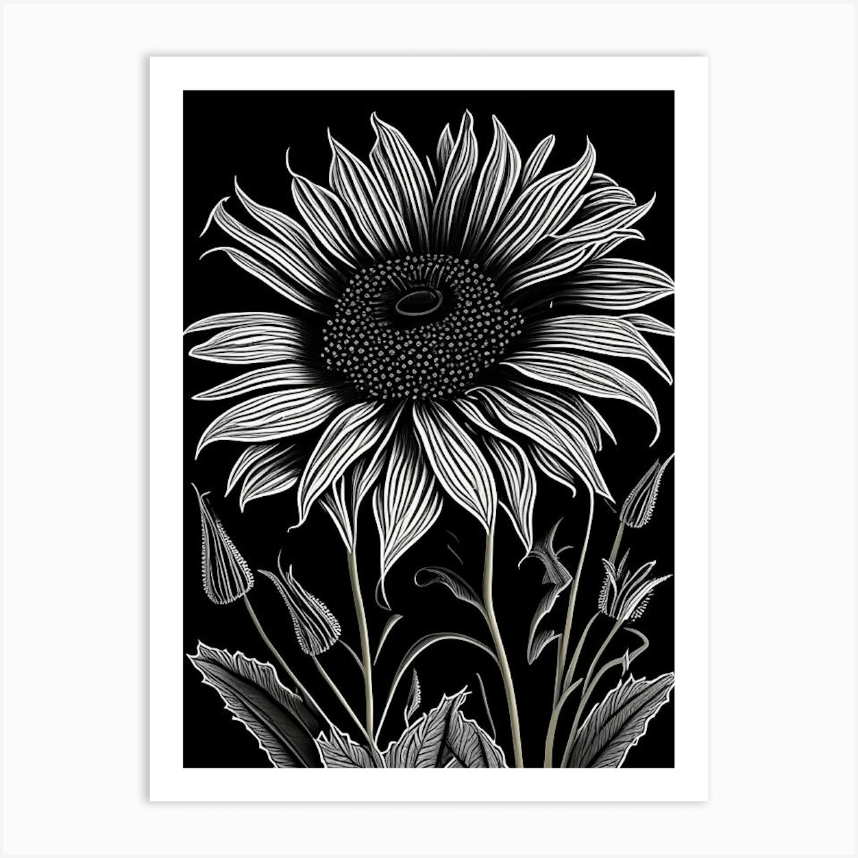 Black Eyed Susan, Wildflower Linocut Art Print by Wildflower Studio - Fy