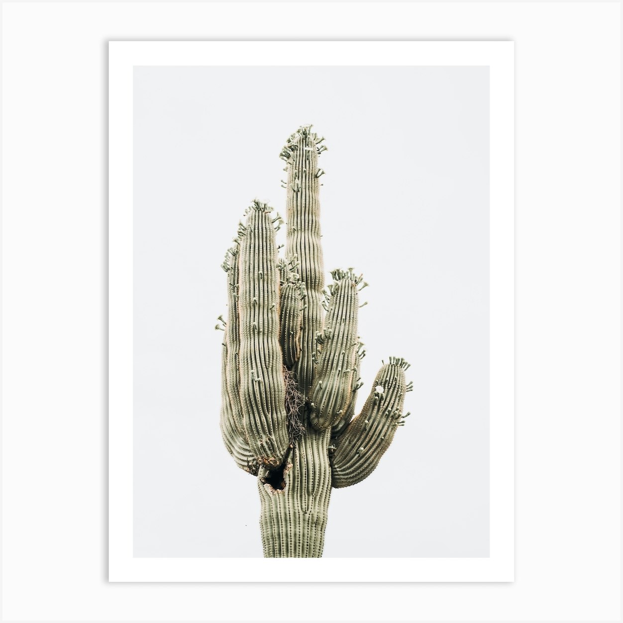 Saguaro Cactus Art Print by Indio Page - Fy