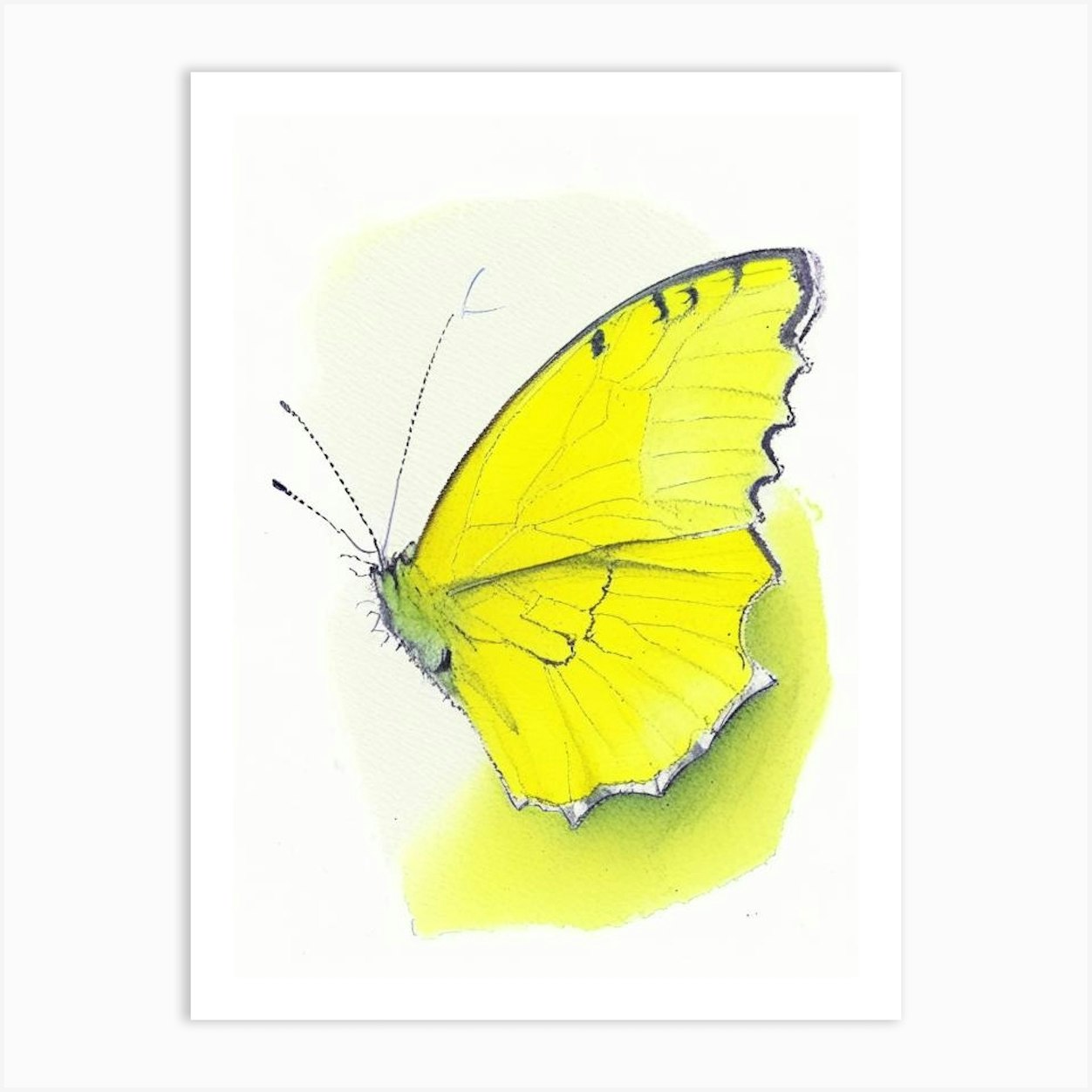 Clouded Yellow Butterfly Graffiti Illustration 2 Art Print by Papillon ...