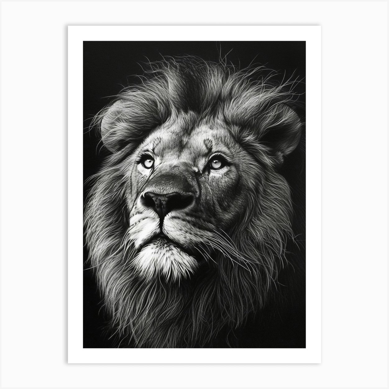 Barbary Lion Charcoal Drawing Portrait Close Up 2 Art Print by ...