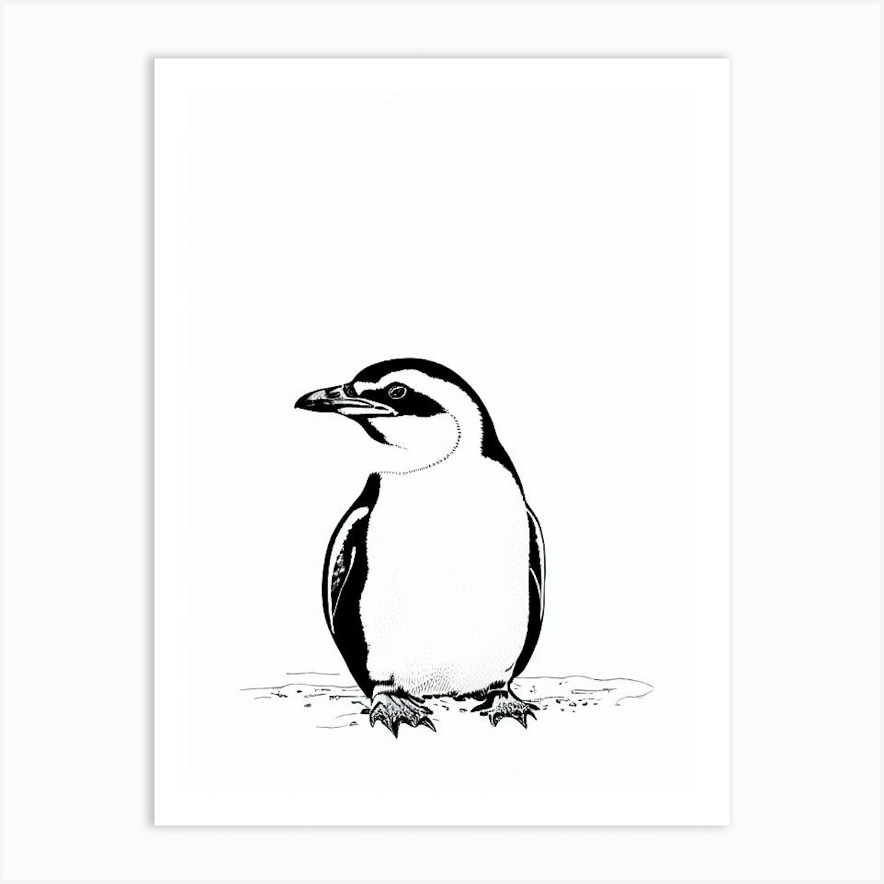 Galapagos Penguin Black & White Drawing Art Print by Sea Life Prints - Fy