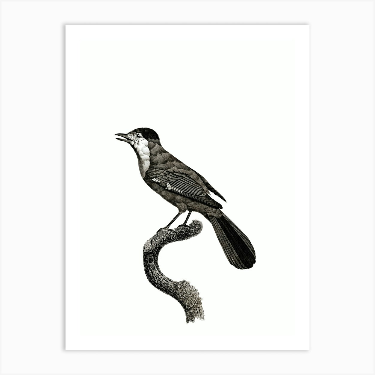 Vintage Golden Jay Bird Illustration On Pure White Art Print By Holyrockarts Fy 