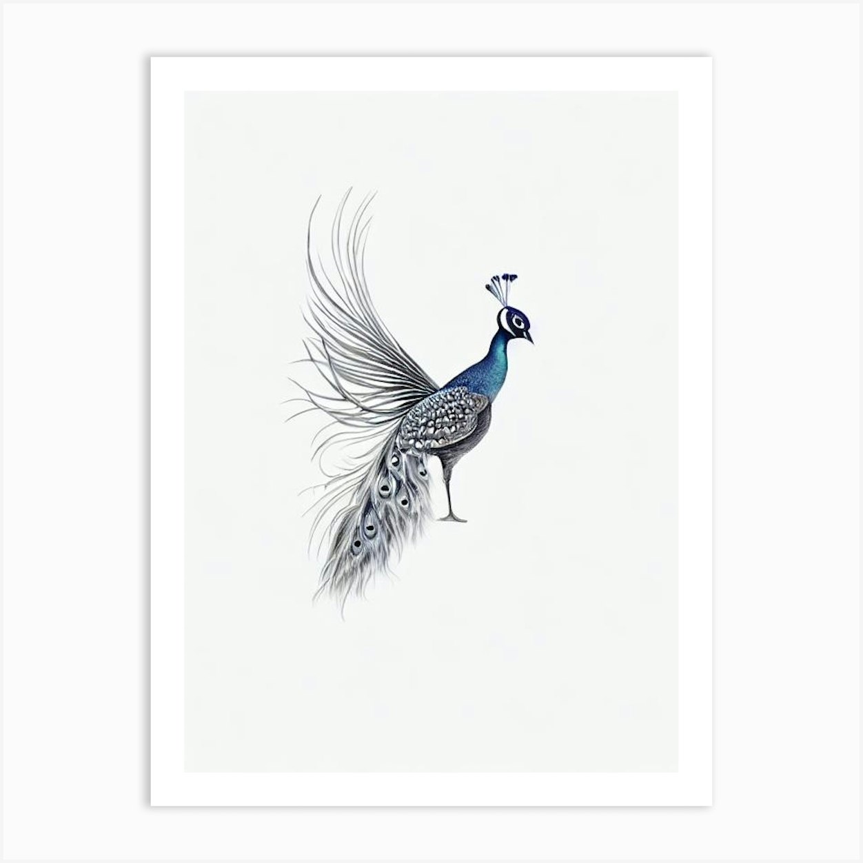 Peacock B&W Pencil Drawing 2 Bird Art Print by Featherline - Fy