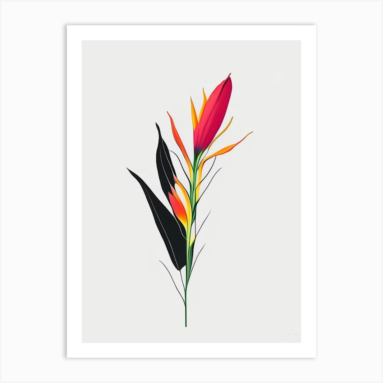 Heliconia Floral Minimal Line Drawing 1 Flower Art Print by The Artsy ...