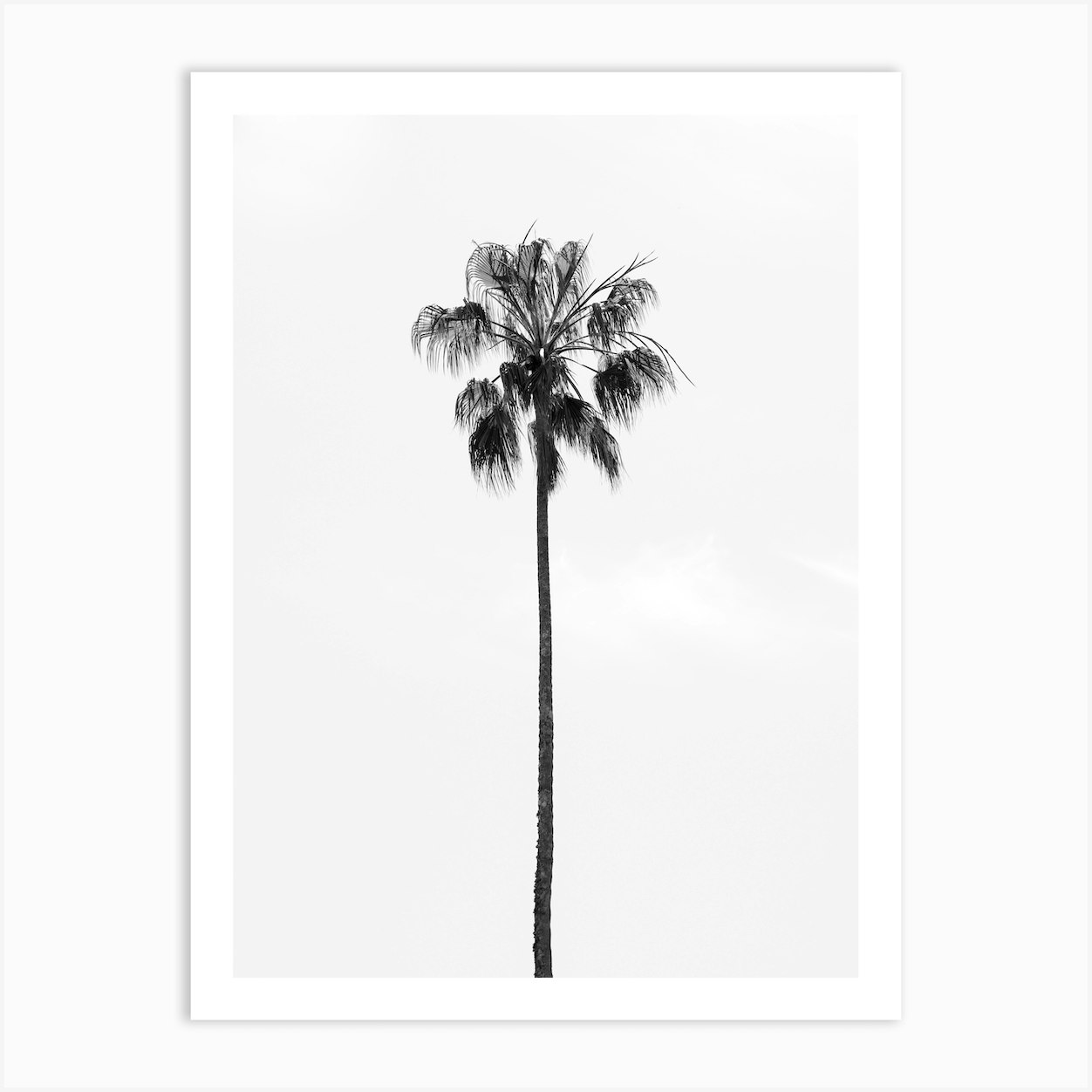 Black and white california palm tree - nature and travel photography ...