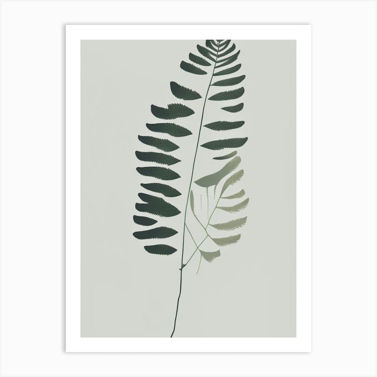 Southern Maidenhair Fern Simplicity Art Print by Ferntastic Prints - Fy