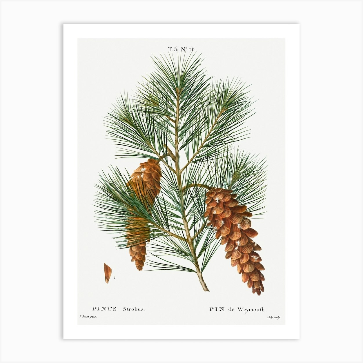 White Pine, Pierre Joseph Redoute Art Print by Fy! Classic Art Prints ...