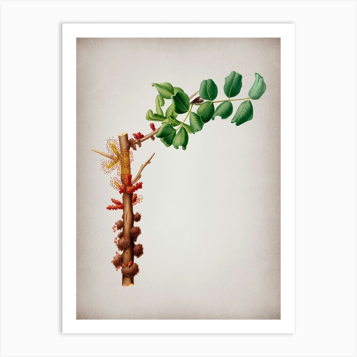 Vintage Carob Flower Botanical on Parchment n.0735 Art Print by ...