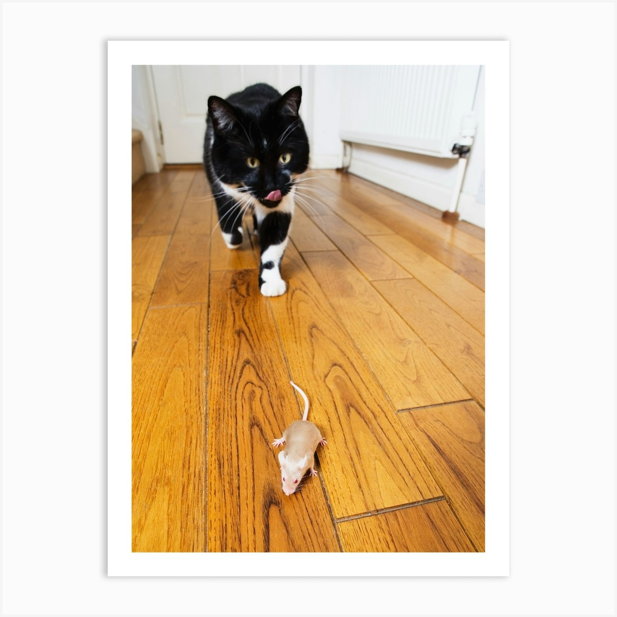 Cat Creeping Up On A Mouse Art Print by Conceptual Images Fy