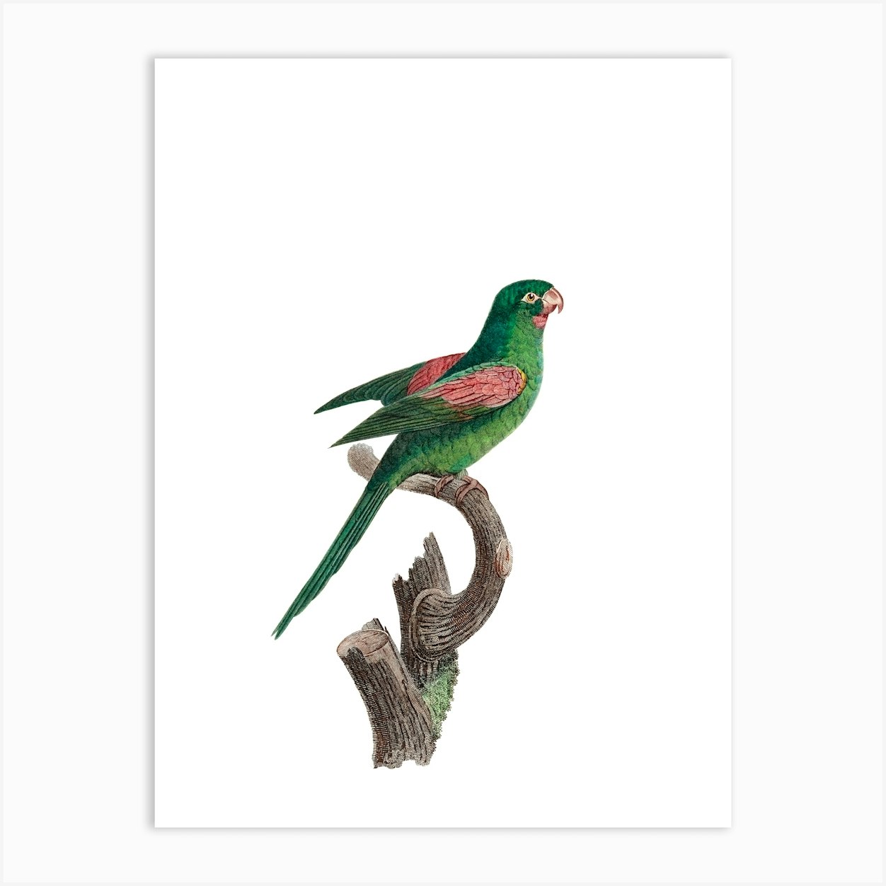 Vintage Red Throated Conure Parakeet Bird Illustration On Pure White N0017 Art Print By 