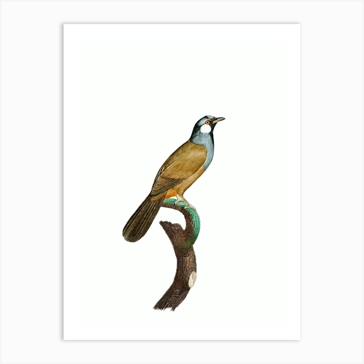 Vintage White Cheeked Jay Bird Illustration On Pure White Art Print By Holyrockarts Fy 