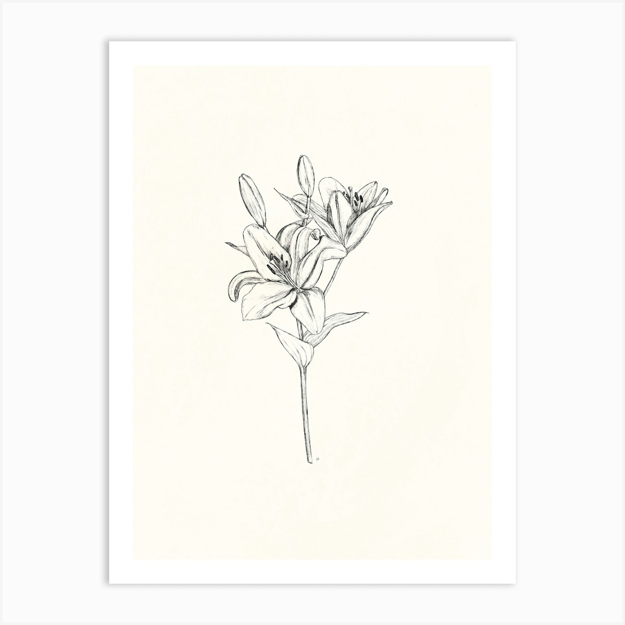 Lily Ink Drawing Art Print by Ink Wild Designs - Fy