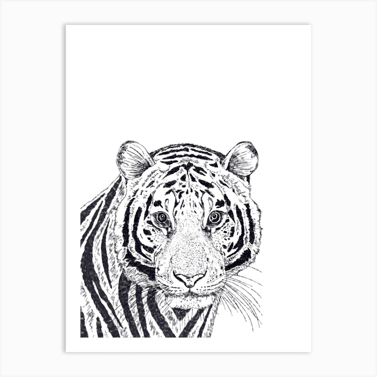 Tiger Drawing Art Print by DaphneRosa - Fy