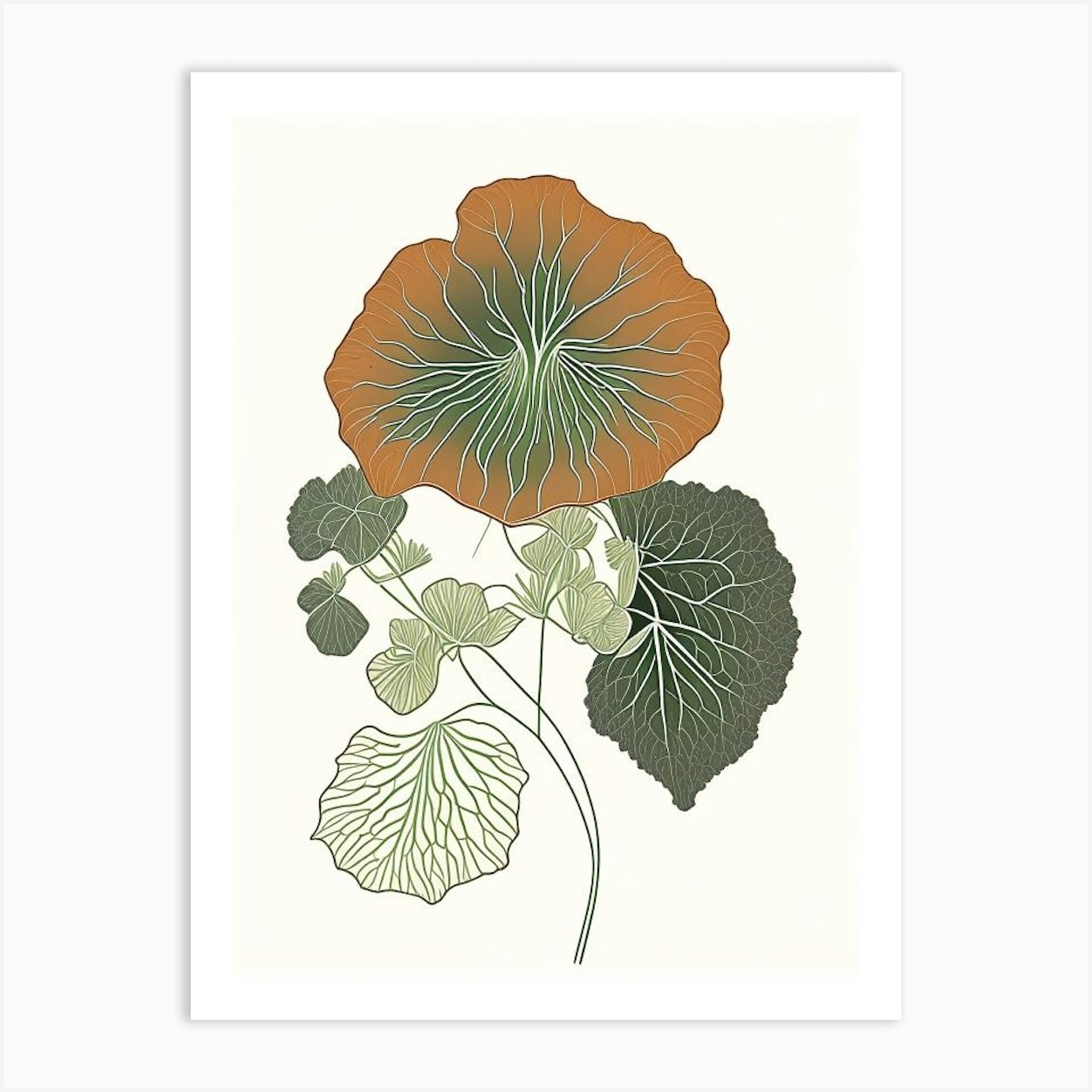 Nasturtium Herb William Morris Inspired Line Drawing 1 Art Print by ...