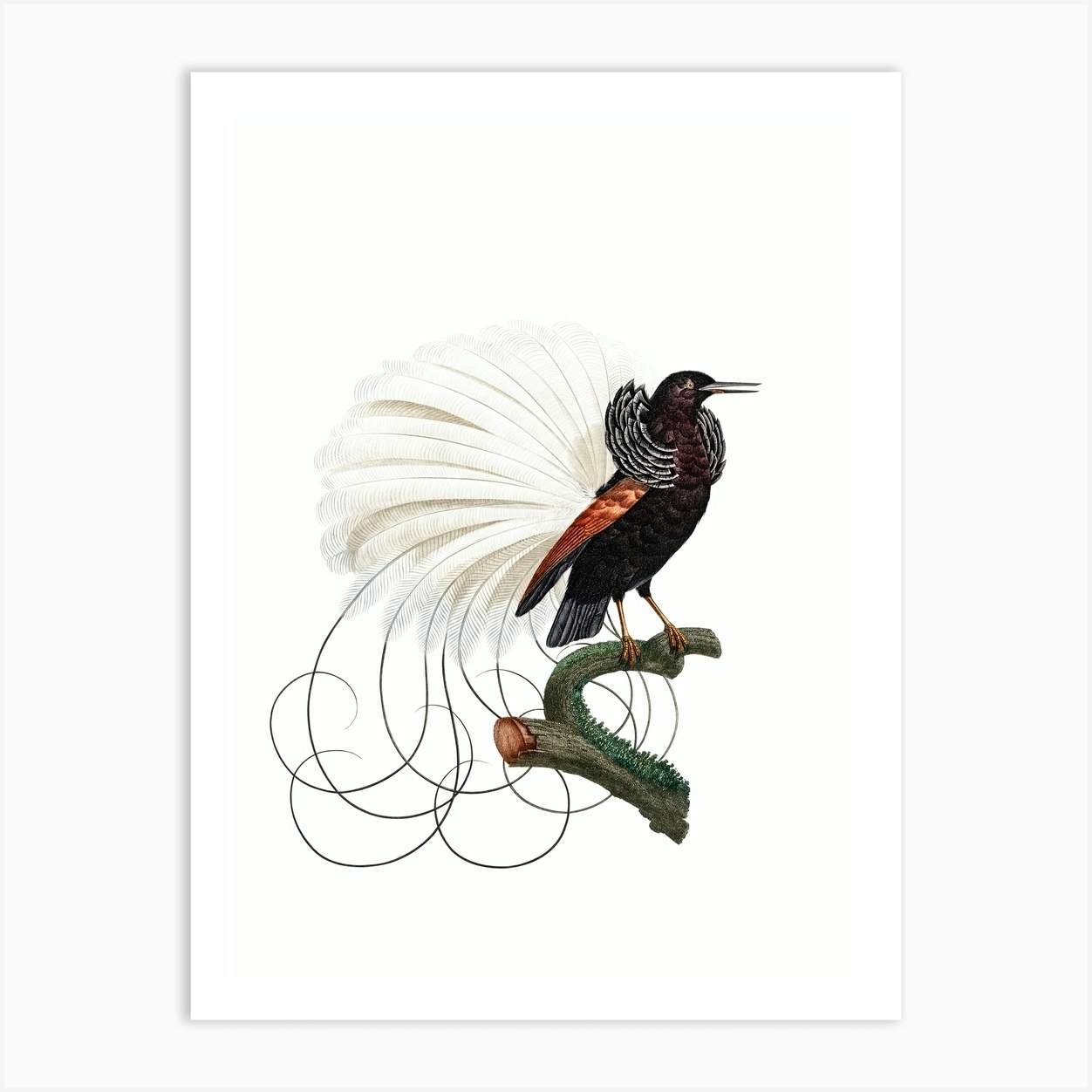 Vintage Twelve Wired Bird Of Paradise Bird Illustration On Pure White Art Print By Holyrockarts Fy 