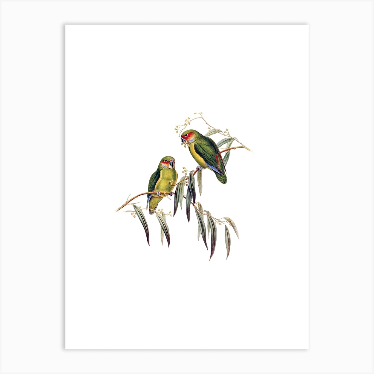 Vintage Coxen's Fig Parrot Bird Illustration on Pure White Art Print by ...