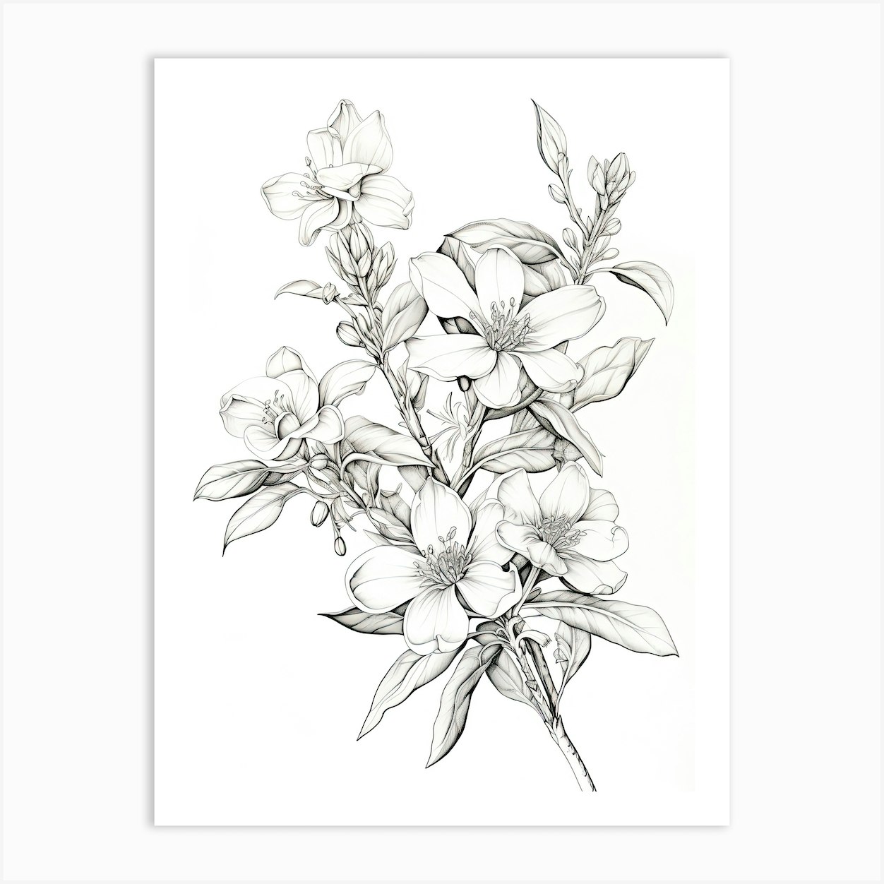 Jasmine Flower Vintage Botanical 2 Art Print by Whimsical Meadows - Fy