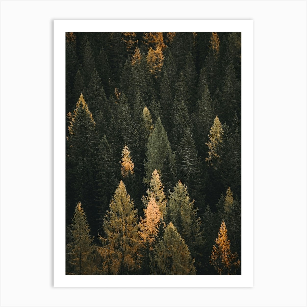 Autumn Pine Forest Art Print by Indio Page - Fy