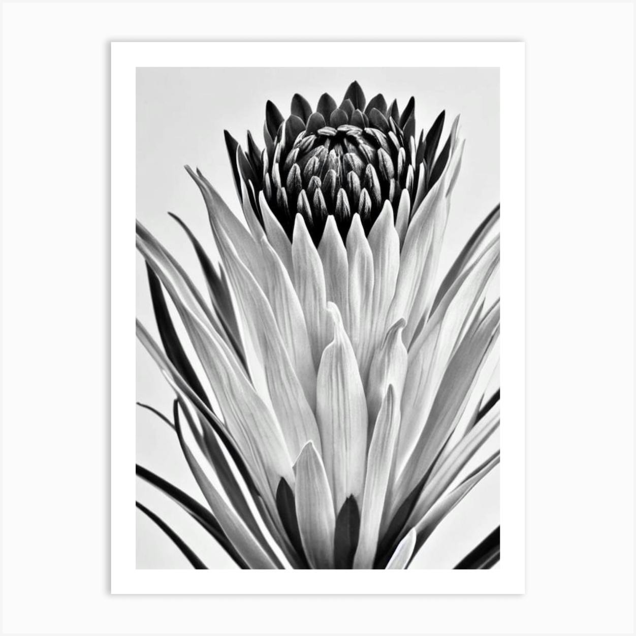 Proteas B&W Pencil 4 Art Print By The Artsy Florist - Fy