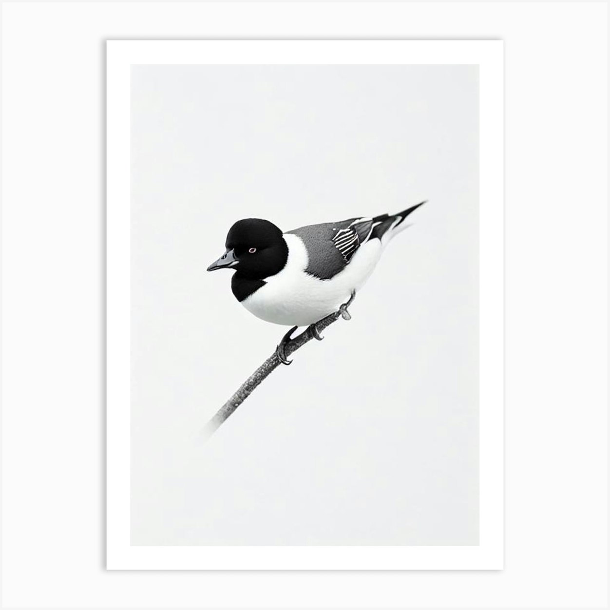 Bufflehead B&W Pencil Drawing 1 Bird Art Print by Featherline - Fy