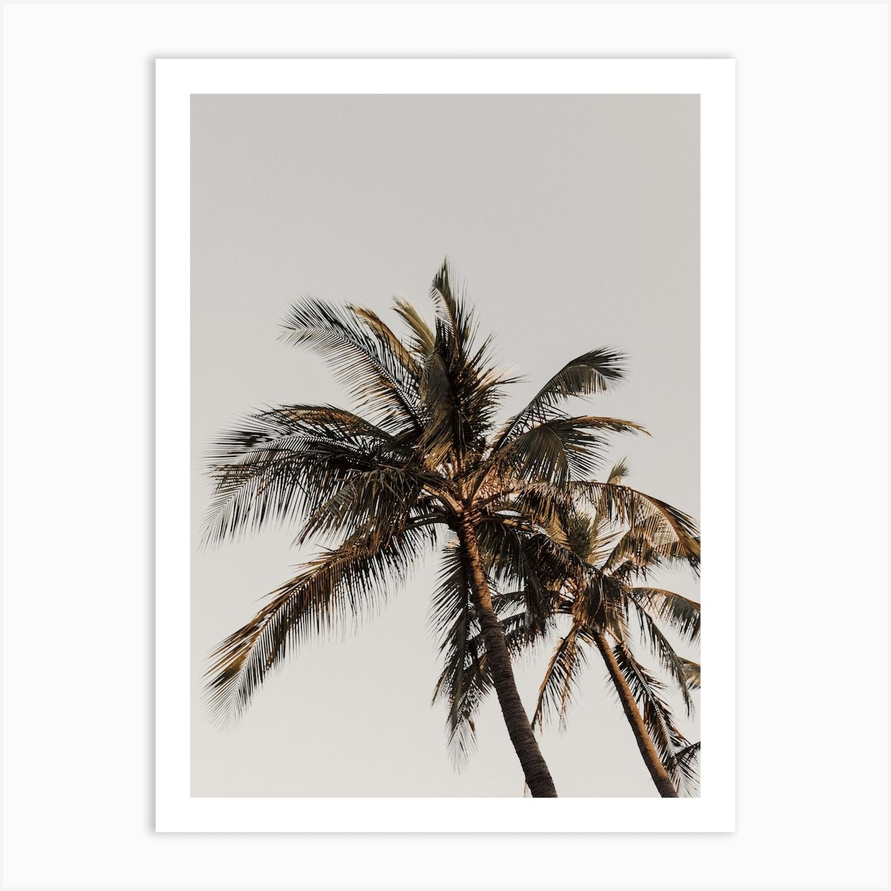 Beach Palm Tree Art Print by Alameda - Fy