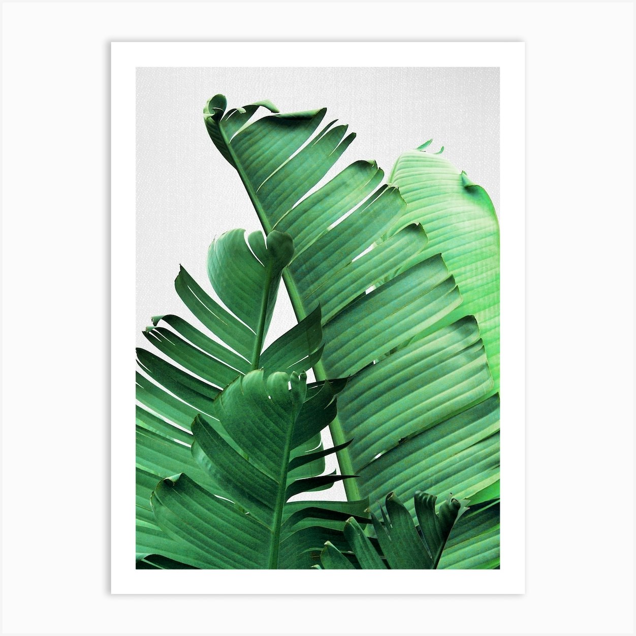 Banana Leaves Art Print by Gal Design Fy