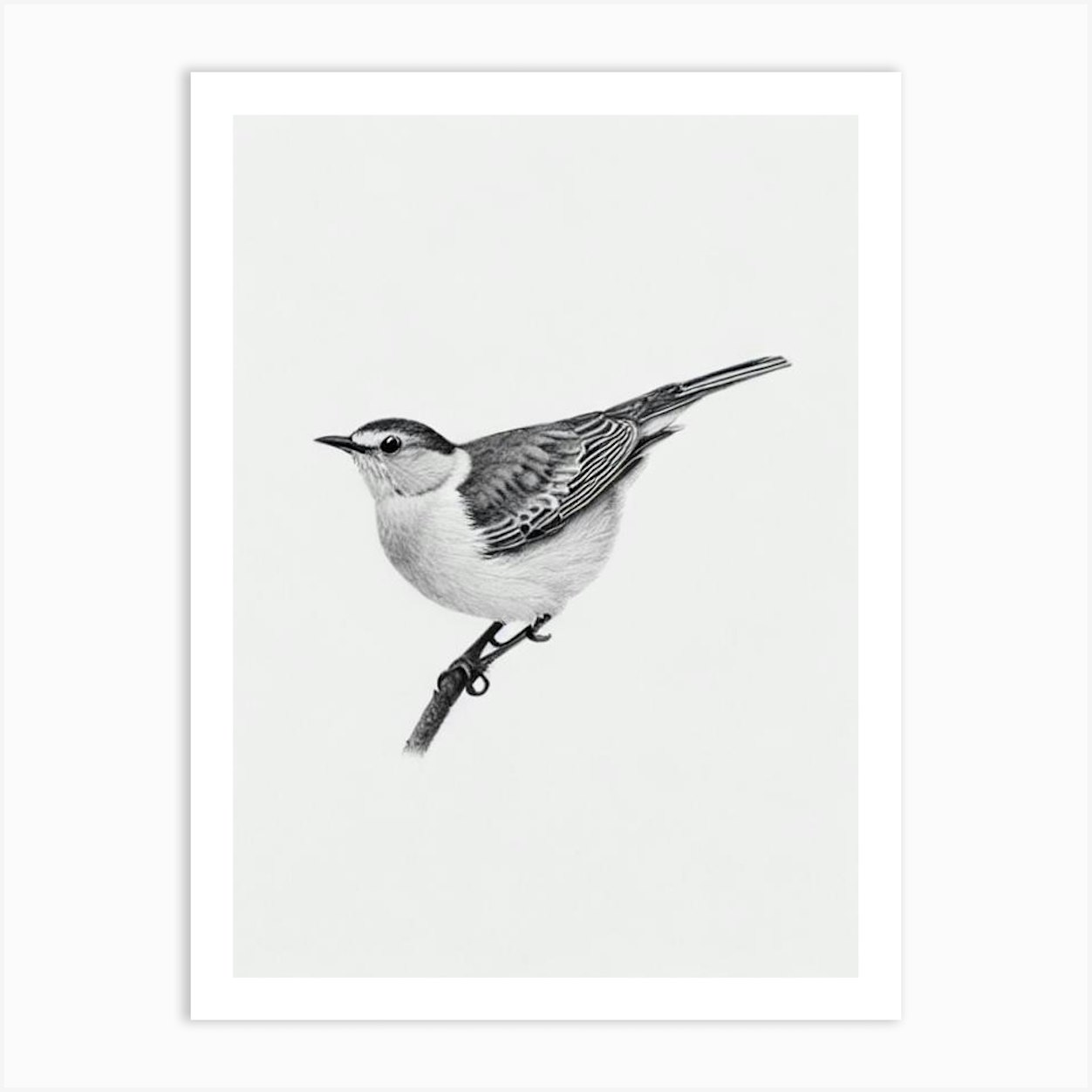 Dipper B&W Pencil Drawing 1 Bird Art Print by Featherline - Fy