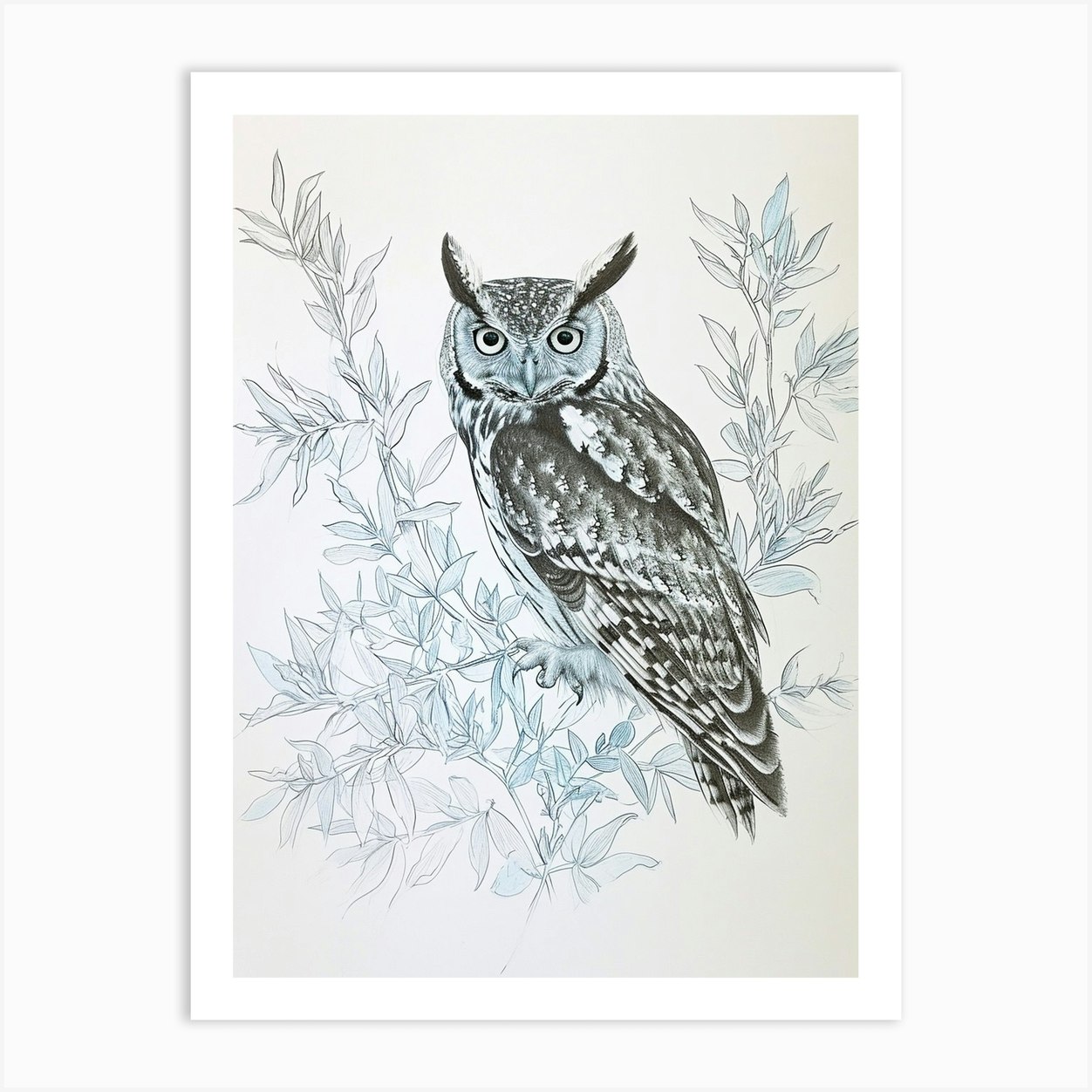 Collared Scops Owl Drawing 1 Art Print by Feathered Muse - Fy