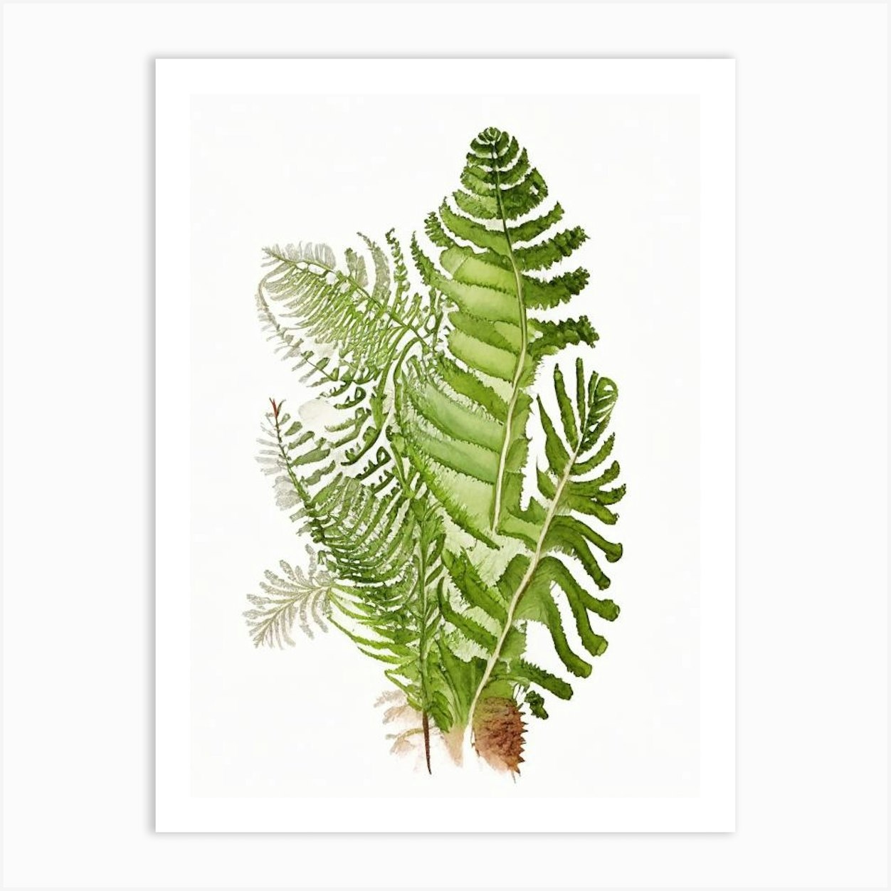 Ostrich Fern Wildflower Watercolour 2 Art Print by Wildflower Studio - Fy