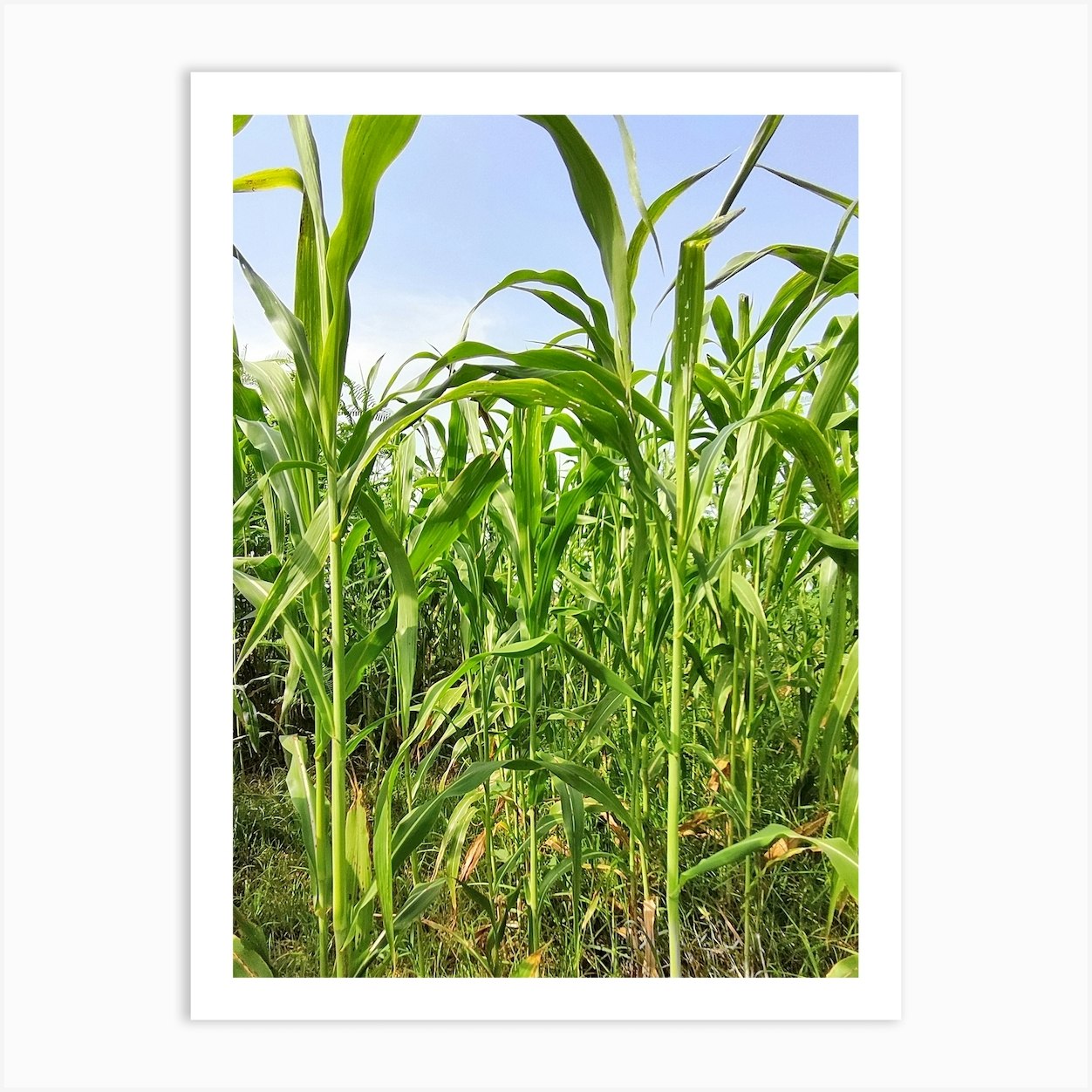 Corn Field Art Print by MdsArts Fy