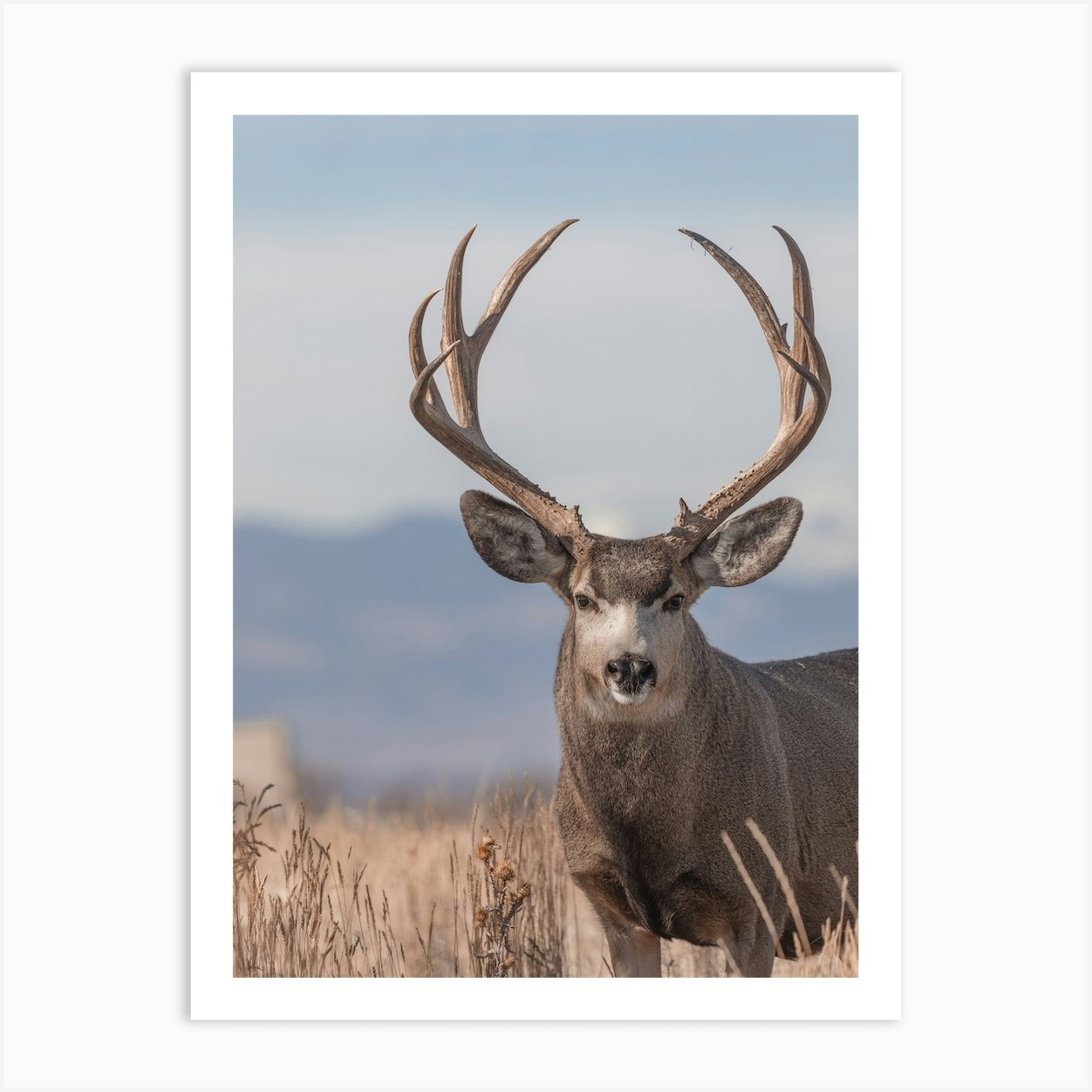 Colorado Mule Deer Art Print by Western Range - Fy