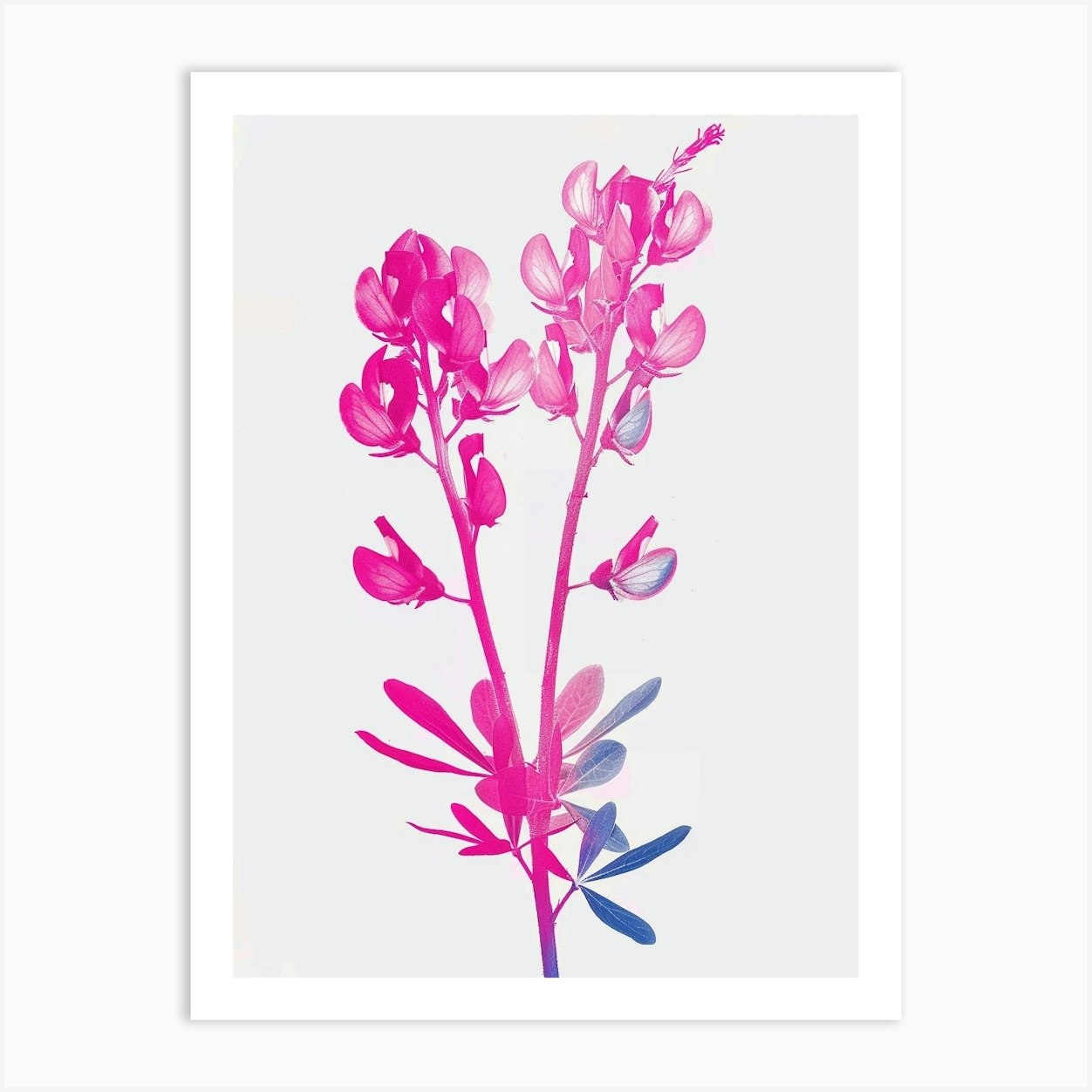 Hot Pink Bluebonnet Art Print by Botanic Studio - Fy