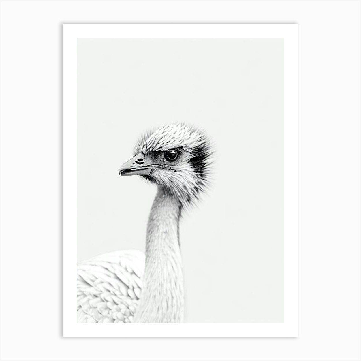 Emu B&W Pencil Drawing 2 Art Print by Featherline - Fy