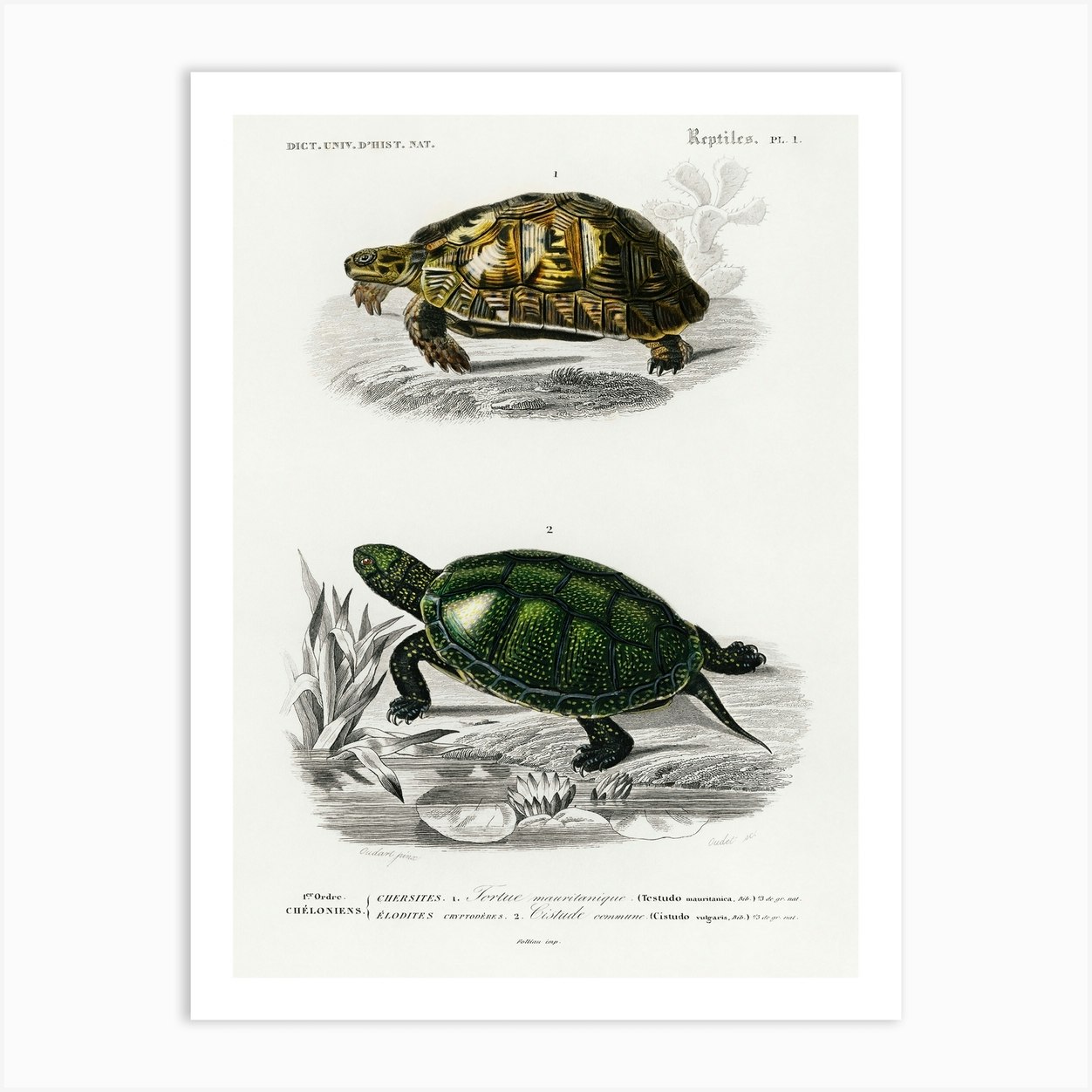 Tortoises (Testudo) And Pond Turtle (Emys Orbicularis), Charles ...