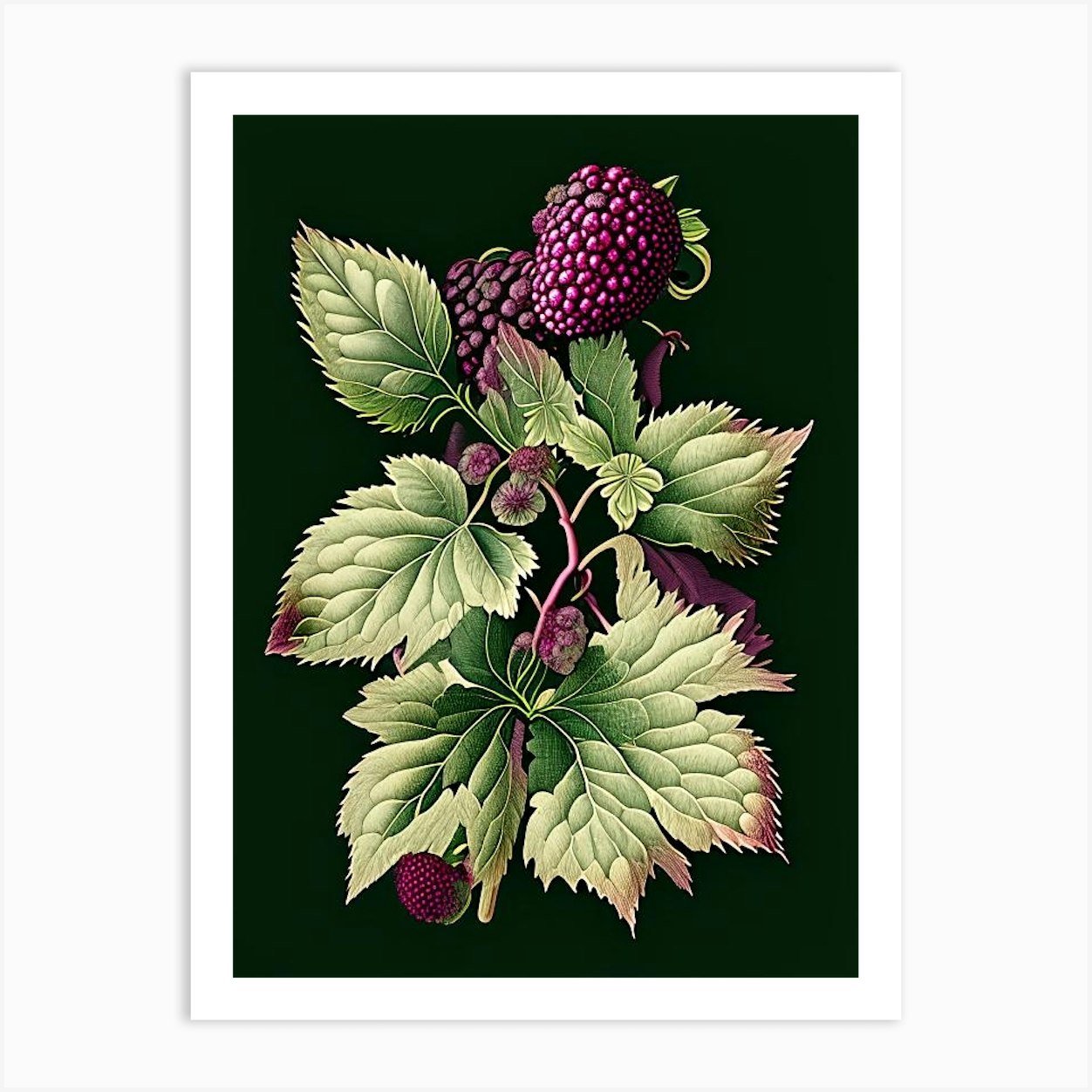 Blackberry Blossom Wildflower Vintage Botanical 2 Art Print by