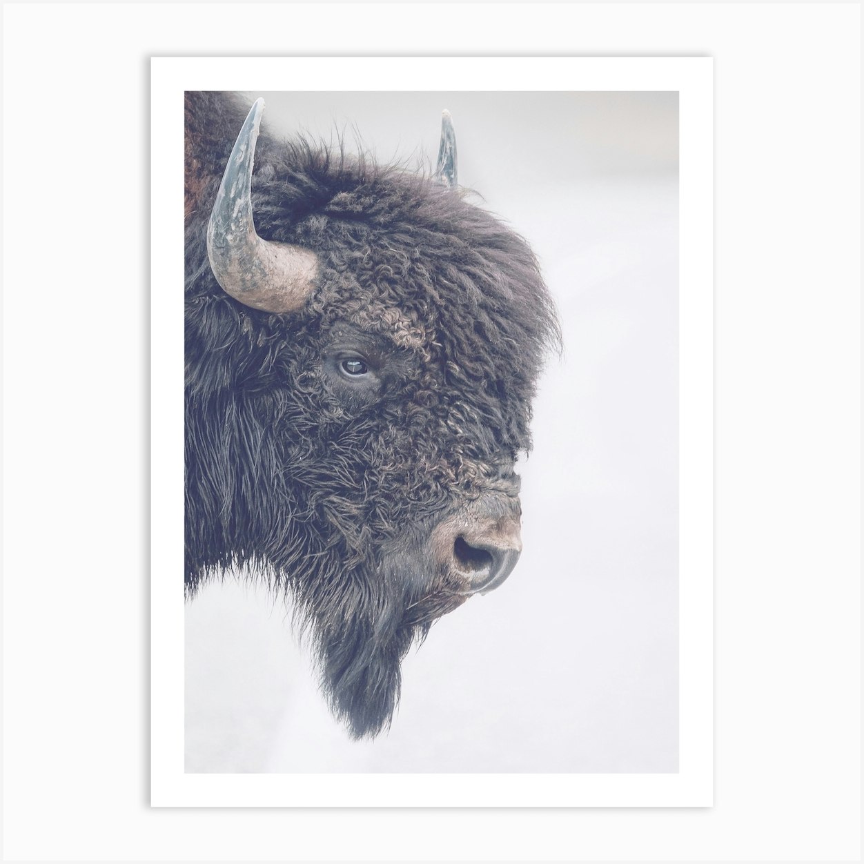 Bison Horns Art Print by Indio Page - Fy