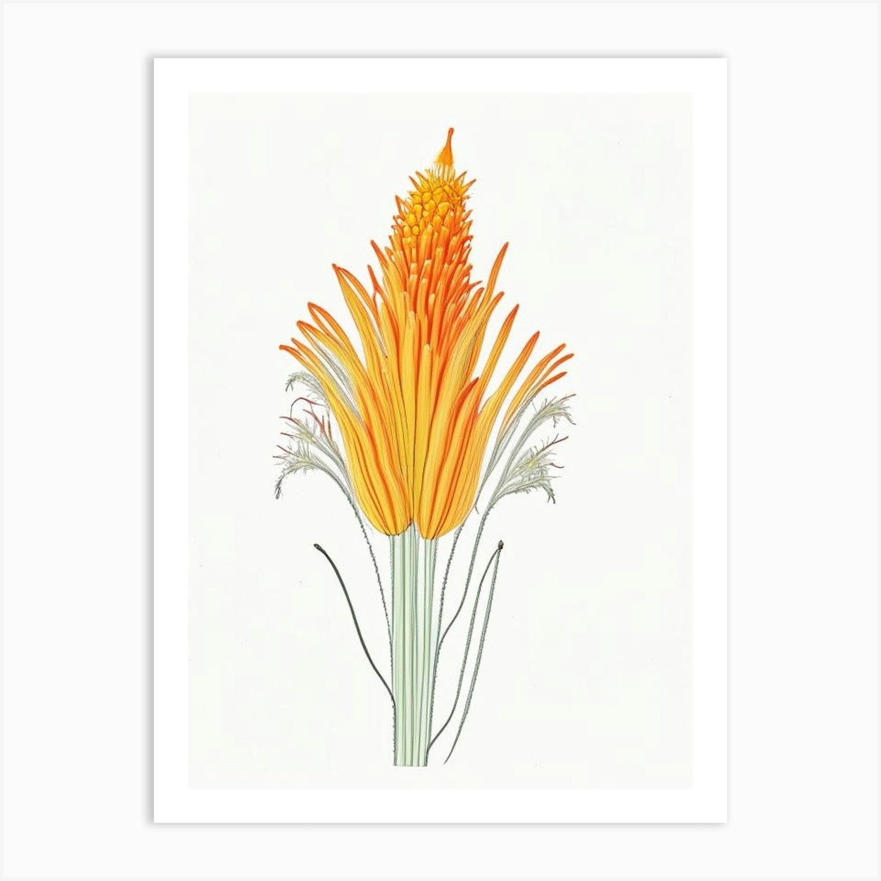 Kniphofia Floral Quentin Blake Inspired Illustration 2 Flower Art Print ...