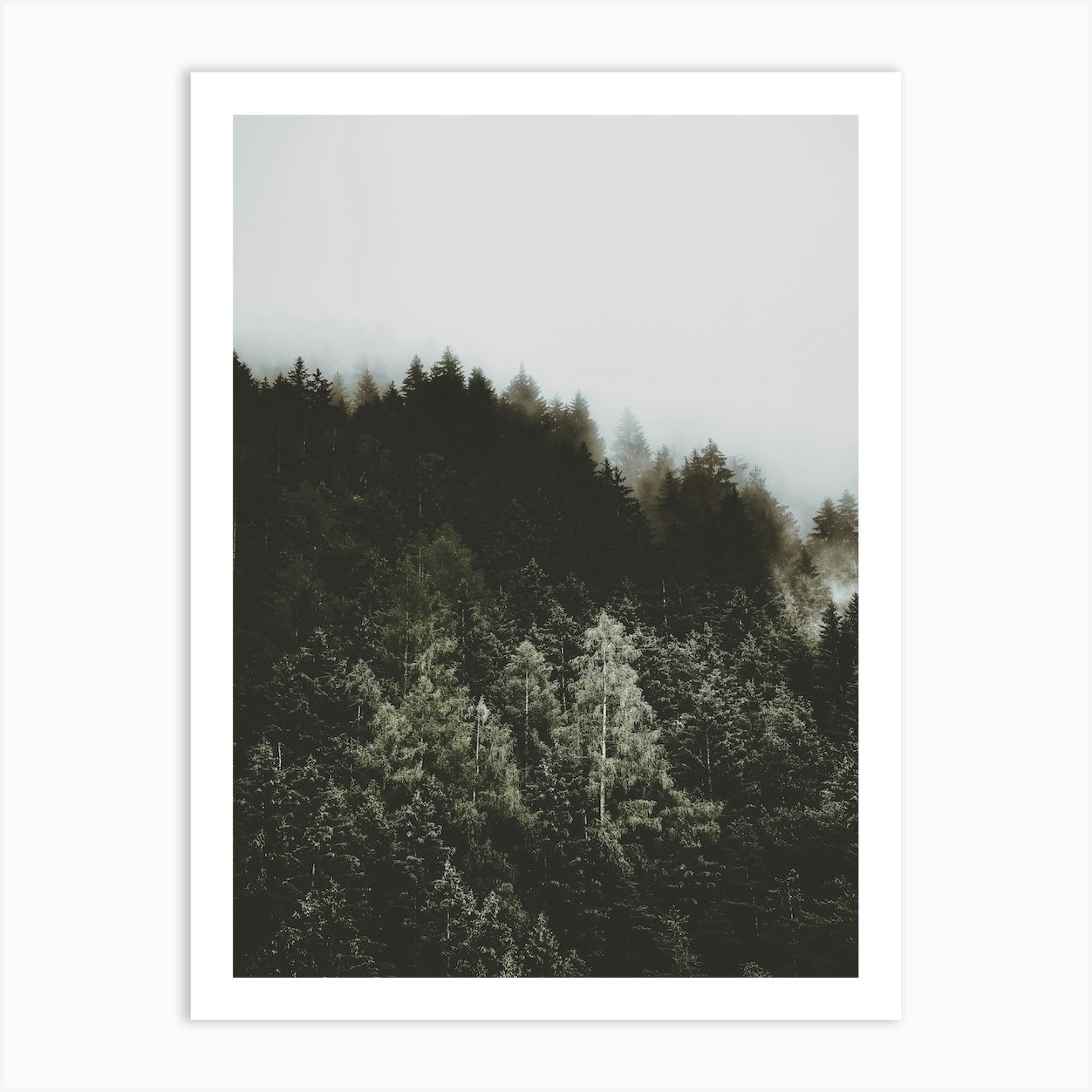 Moody Forest Trees Art Print by Indio Page - Fy