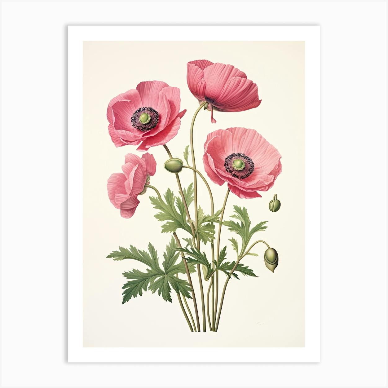 Anemones Flower Vintage Botanical 3 Art Print by Whimsical