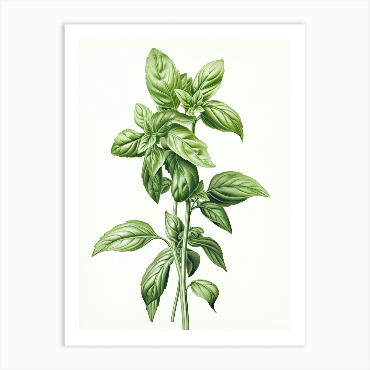 Basil Vintage Botanical Herbs 1 Art Print by Whimsical Meadows Fy