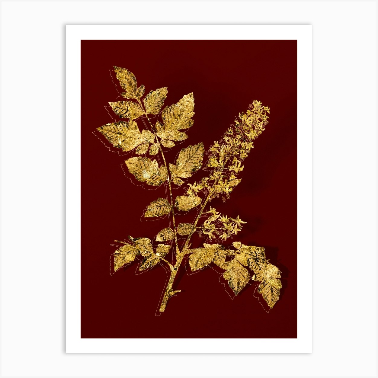 Vintage Golden Rain Tree Botanical in Gold on Red n.0615 Art Print by