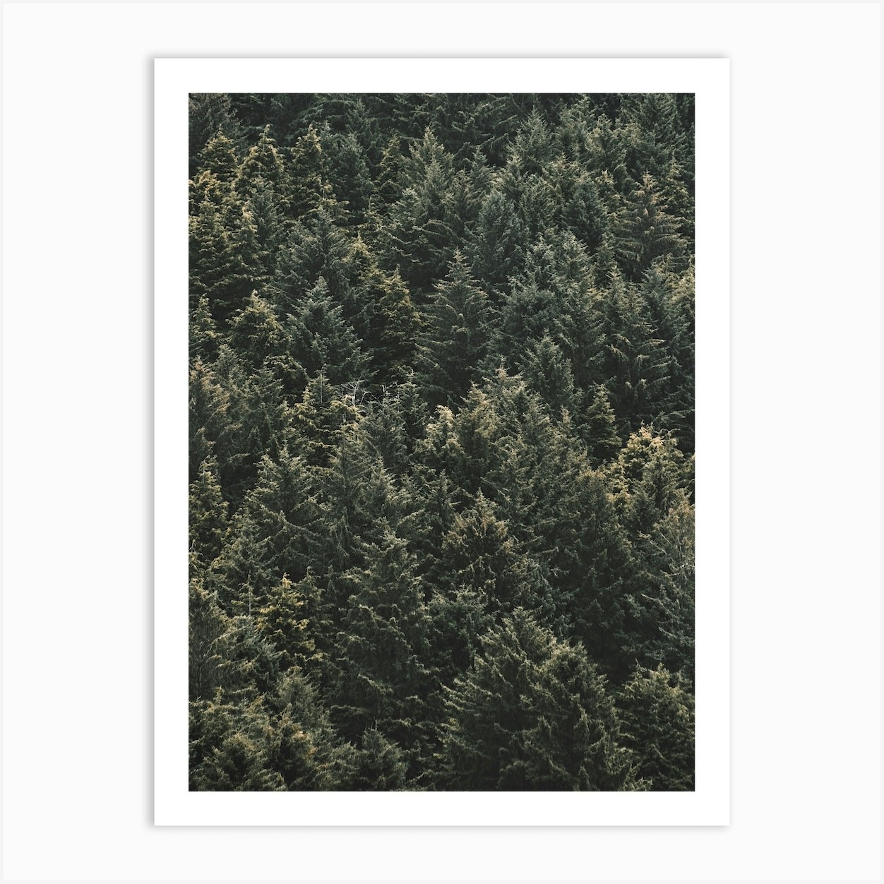 Thick Pine Forest Art Print by Inkish Prints - Fy