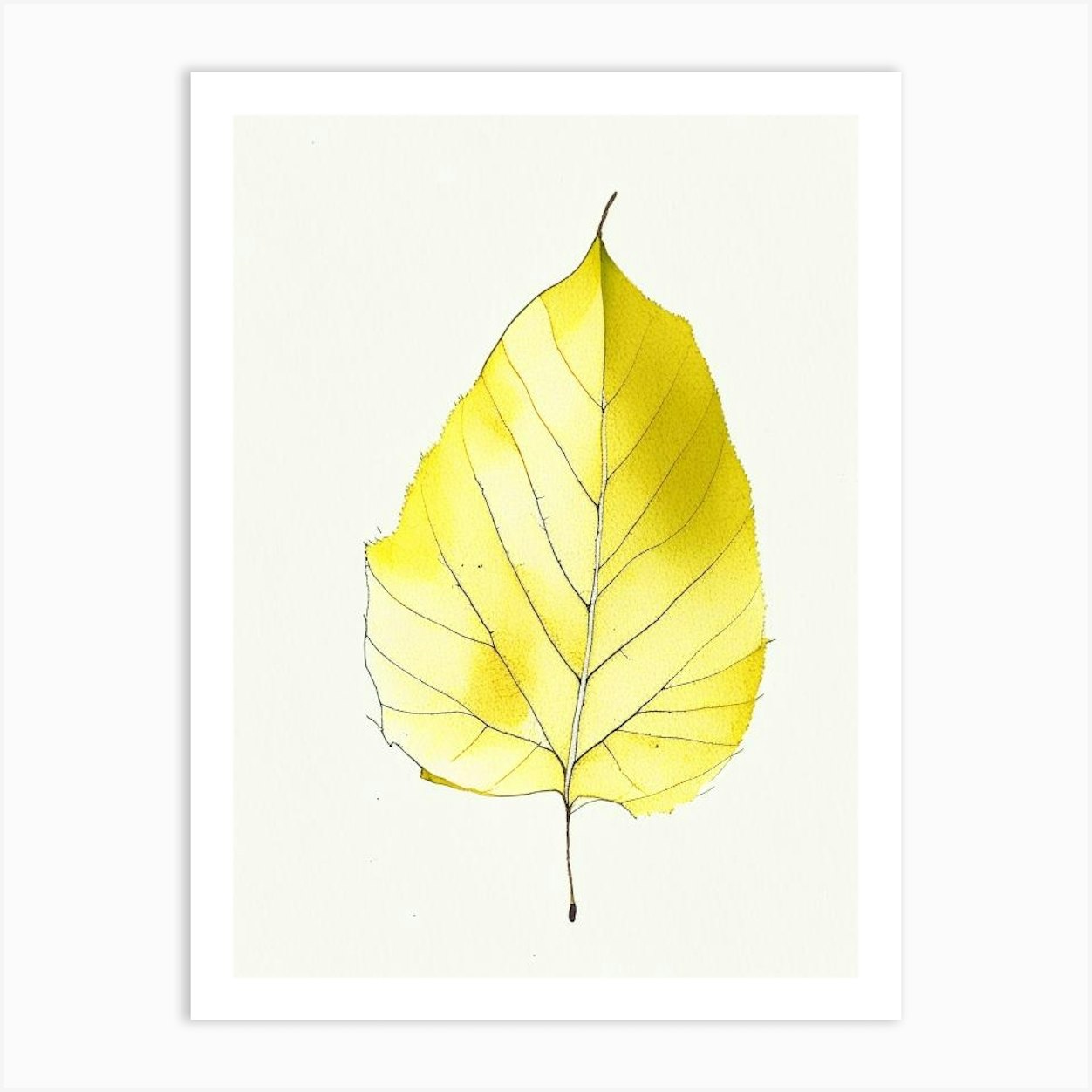 Yellow Birch Leaf Minimalist Watercolour 3 Art Print by Leaf & Stem ...