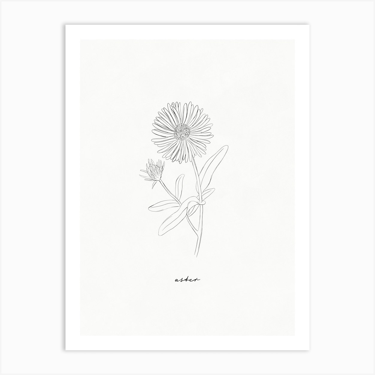 Aster Line Drawing Art Print by Ink Wild Designs - Fy